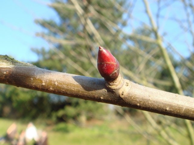 Davidia involucrata bourgeon